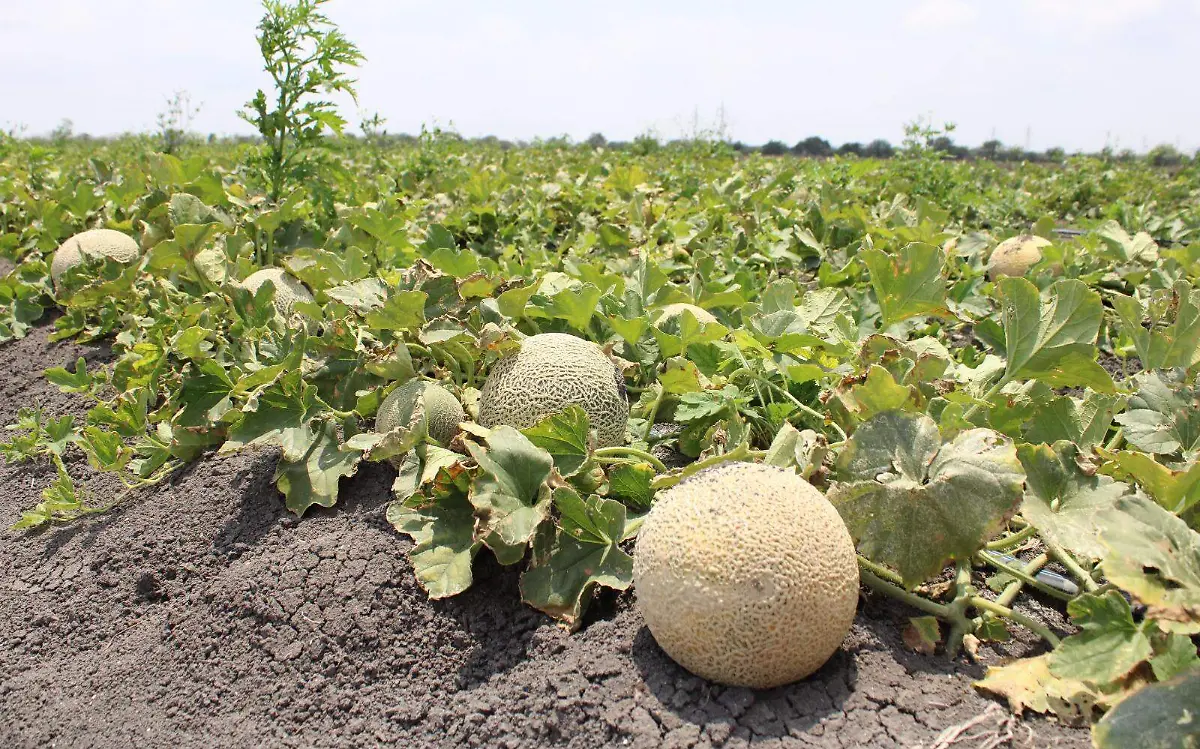 Cultivo de melón en el municipio de Altamira 